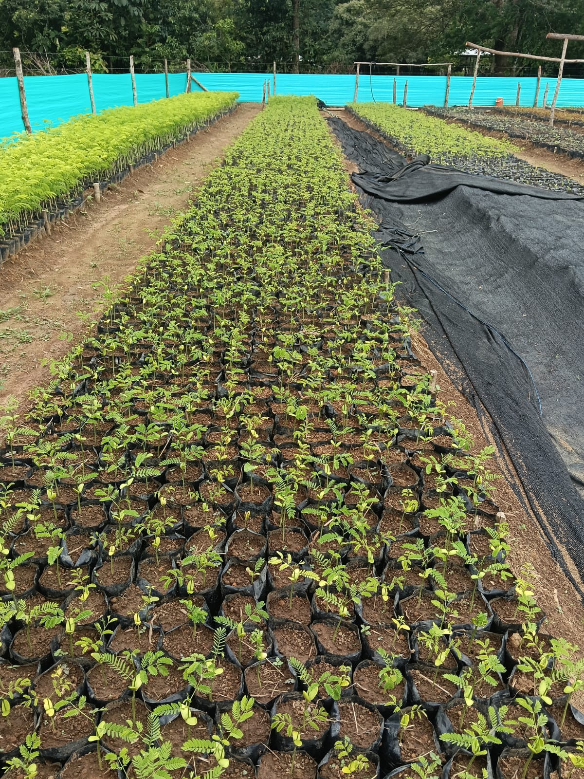 Vivero CO2 Reforest